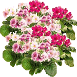 Slezenasta primula