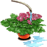 Slezenasta primula