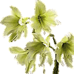 amarilis