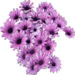 krizantema