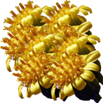 Sredozemska pepeluška