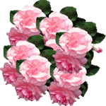 Vodenka