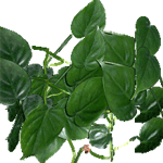 Vzpenjavi filodendron