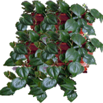 Vzpenjavi filodendron
