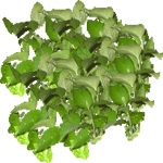 Vzpenjavi filodendron