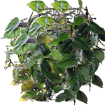 Vzpenjavi filodendron