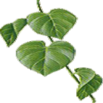 Vzpenjavi filodendron