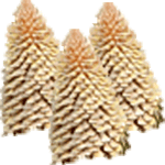 Zavitolistni sagovec