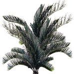Zavitolistni sagovec