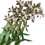 Zigopetalum