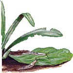 Zigopetalum