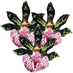 Zigopetalum