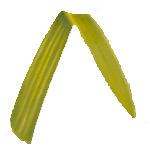 Zvezdasta gladijola